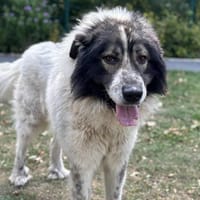 Taiko CAA13934, chien à adopter