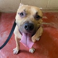 DYKSO PAA22968, chien à adopter