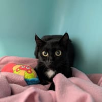 AURY, chatte à adopter