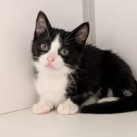 Cerise, chatte à adopter