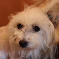 LYKA, chienne à adopter