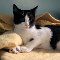 JERRY, chat à adopter