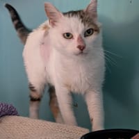 INIMA, chatte à adopter