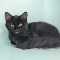 TOM, chat à adopter