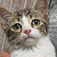 POTTE (en cours d'adoption), chat à adopter