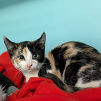 PITCHOUNE, chatte à adopter