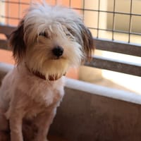 ZOUKKO, chien à adopter