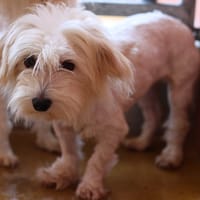 RYDELL, chienne à adopter