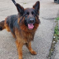 Raissa, chienne à adopter