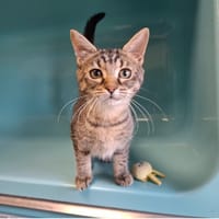 Sauterelle, chatte à adopter