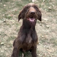 Bolero CAA13937, chien à adopter