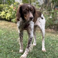 Champion CAA13933, chien à adopter