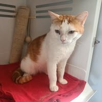 Alex, chat à adopter