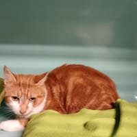 SCAR CT, chat à adopter