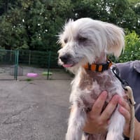 Rosalie, chienne à adopter
