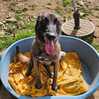 Jade, chienne à adopter