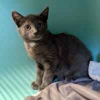 MICKEY, chat à adopter