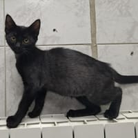 milk, chatte à adopter
