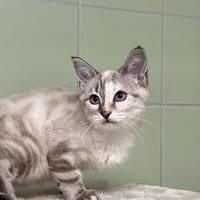 PALOUZZA, chatte à adopter