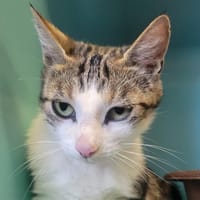 Mounia, chatte à adopter