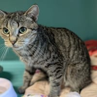Tessy, chatte à adopter