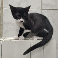 oreo, chatte à adopter