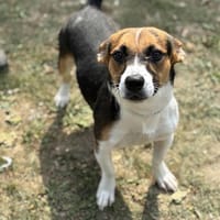 Oslo CAA13931, chien à adopter