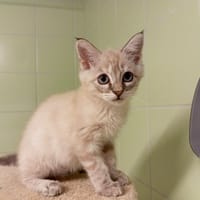 OVERA, chatte à adopter