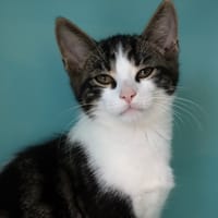 MIC, chat à adopter