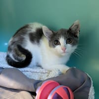 MINNIE, chatte à adopter