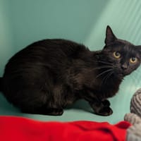 OCTAVIA, chatte à adopter