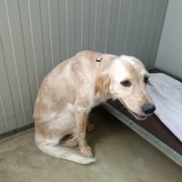 kiawe, chienne à adopter