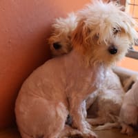 BULITO, chien à adopter