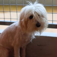 RIZZO, chien à adopter