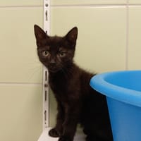 CAPELLA, chatte à adopter