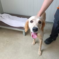 KODA, chienne à adopter