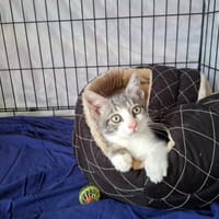 Sultan, chat à adopter