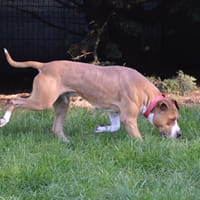 PACO CHAO, chien à adopter