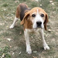 Horacio CAA13948, chien à adopter
