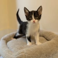 Basilic, chat à adopter