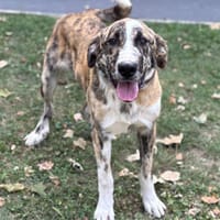 Luigi CAA13935, chien à adopter