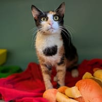 Yana, chatte à adopter