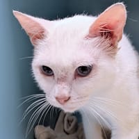 CHIKITA, chatte à adopter