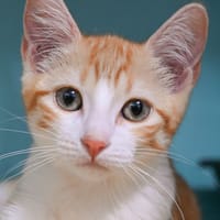 PRINCESSE, chatte à adopter