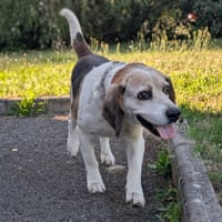 HAPPY, chien à adopter