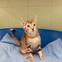 CAZUMEL, chat à adopter