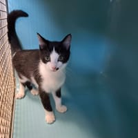 Aramis, chat à adopter