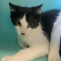 Clouba, chat à adopter