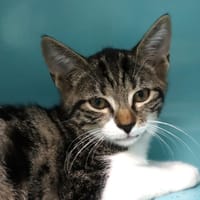 MAC, chat à adopter