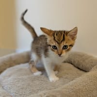 Paprika, chatte à adopter